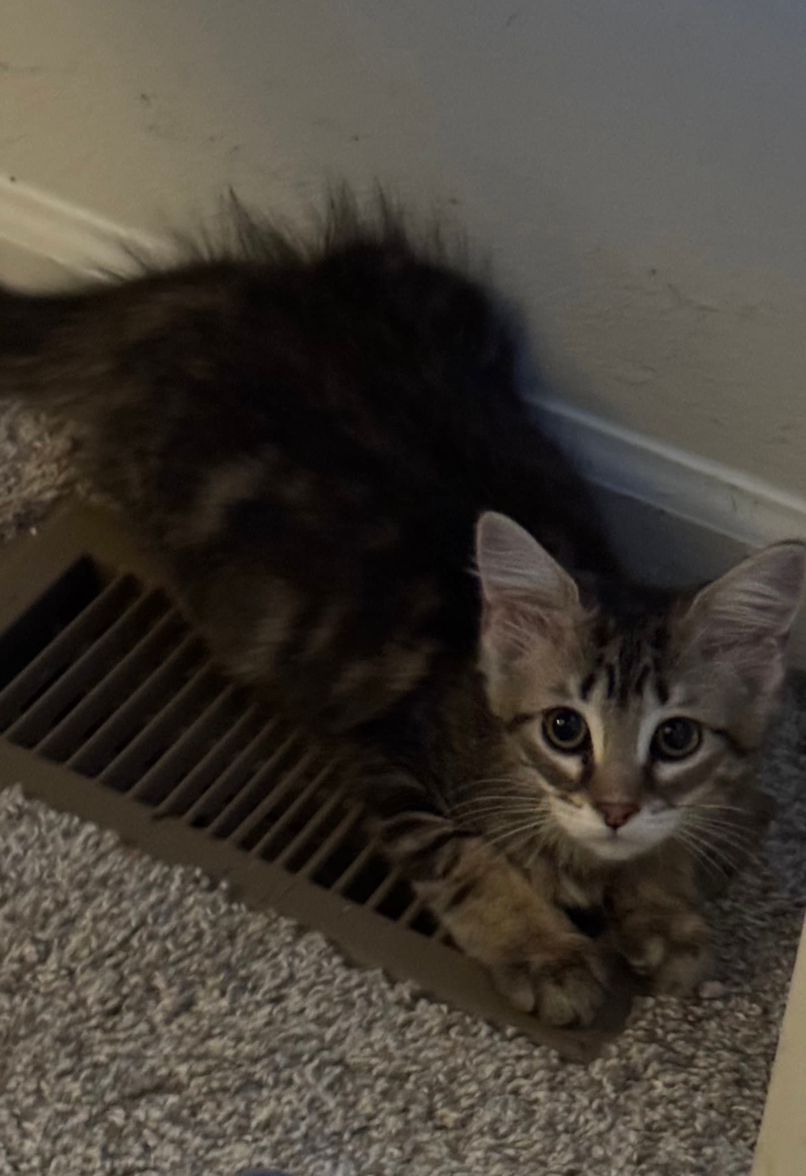 Bijou - Domestic Medium Hair