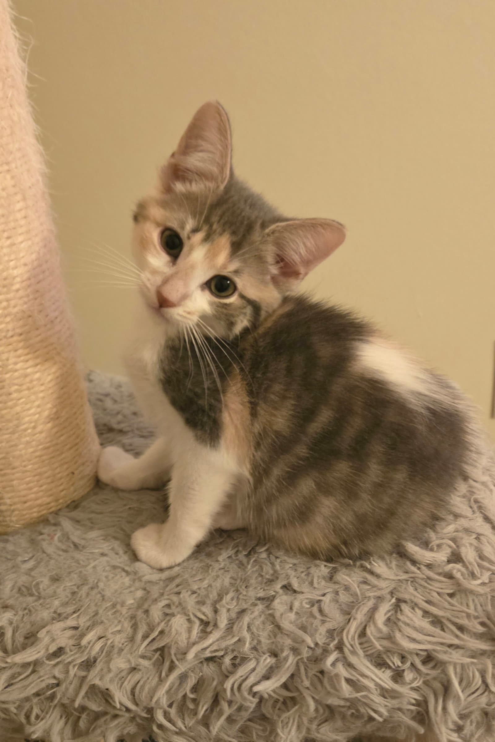 Imara - Domestic Short Hair