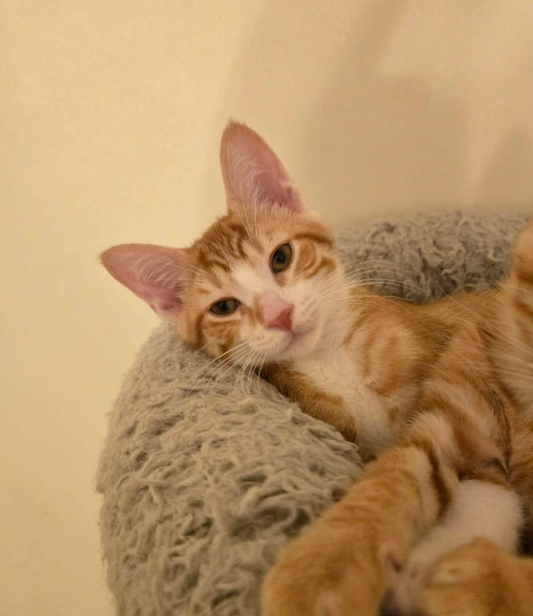 Irvin - Domestic Short Hair