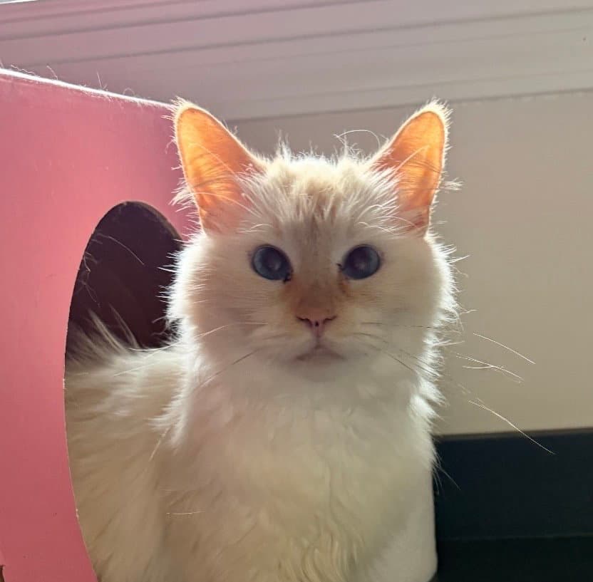 Reba - Domestic Medium Hair