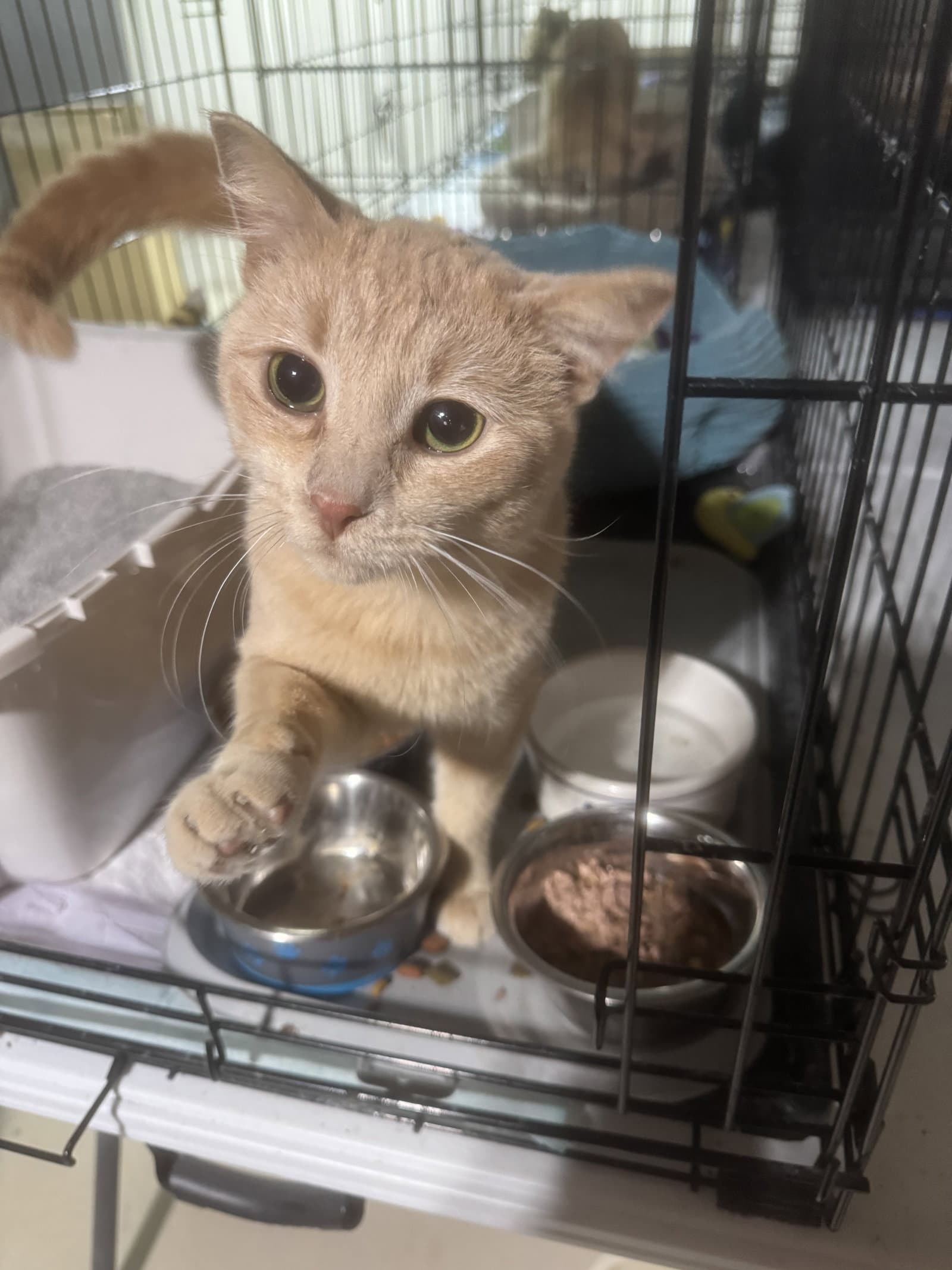 Kip - Domestic Short Hair