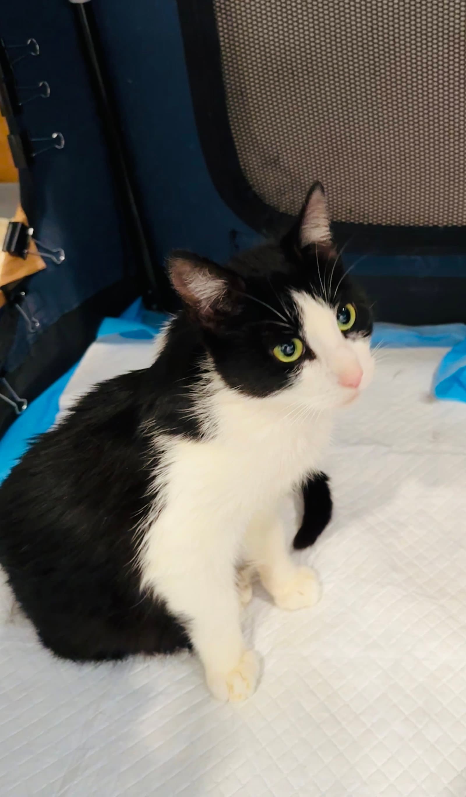 Maegan - Domestic Short Hair