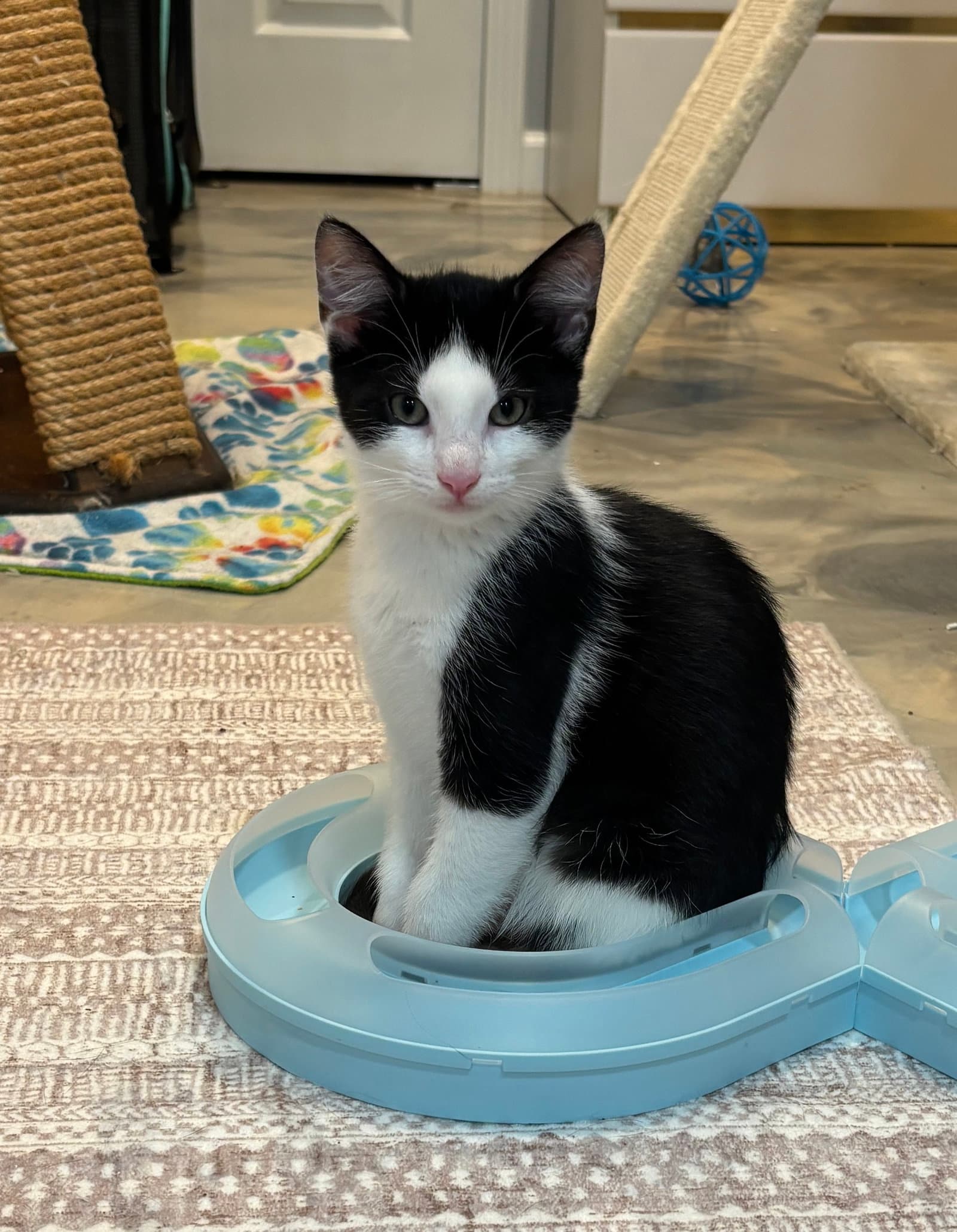 Maesson - Domestic Short Hair