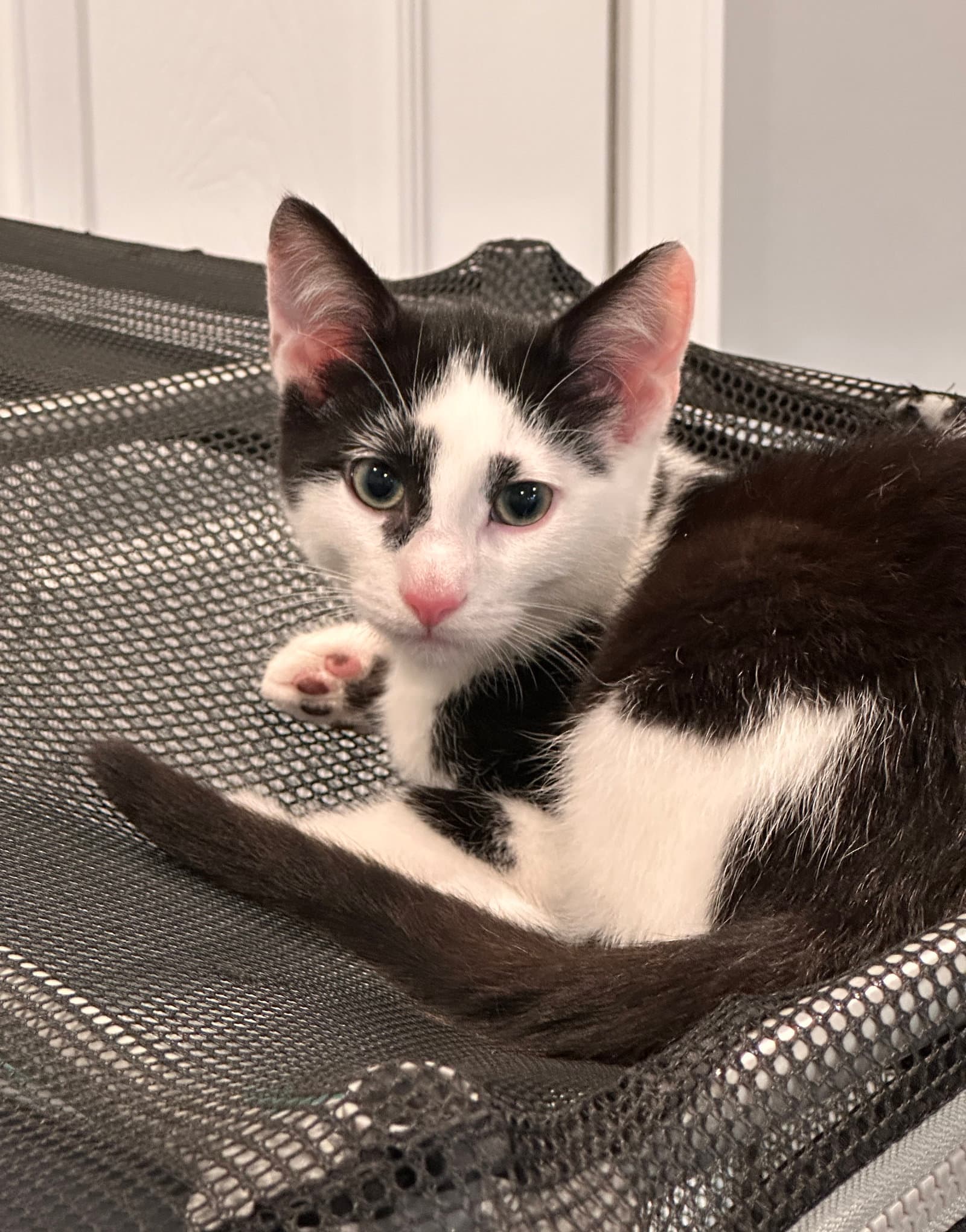 Splash - Domestic Short Hair