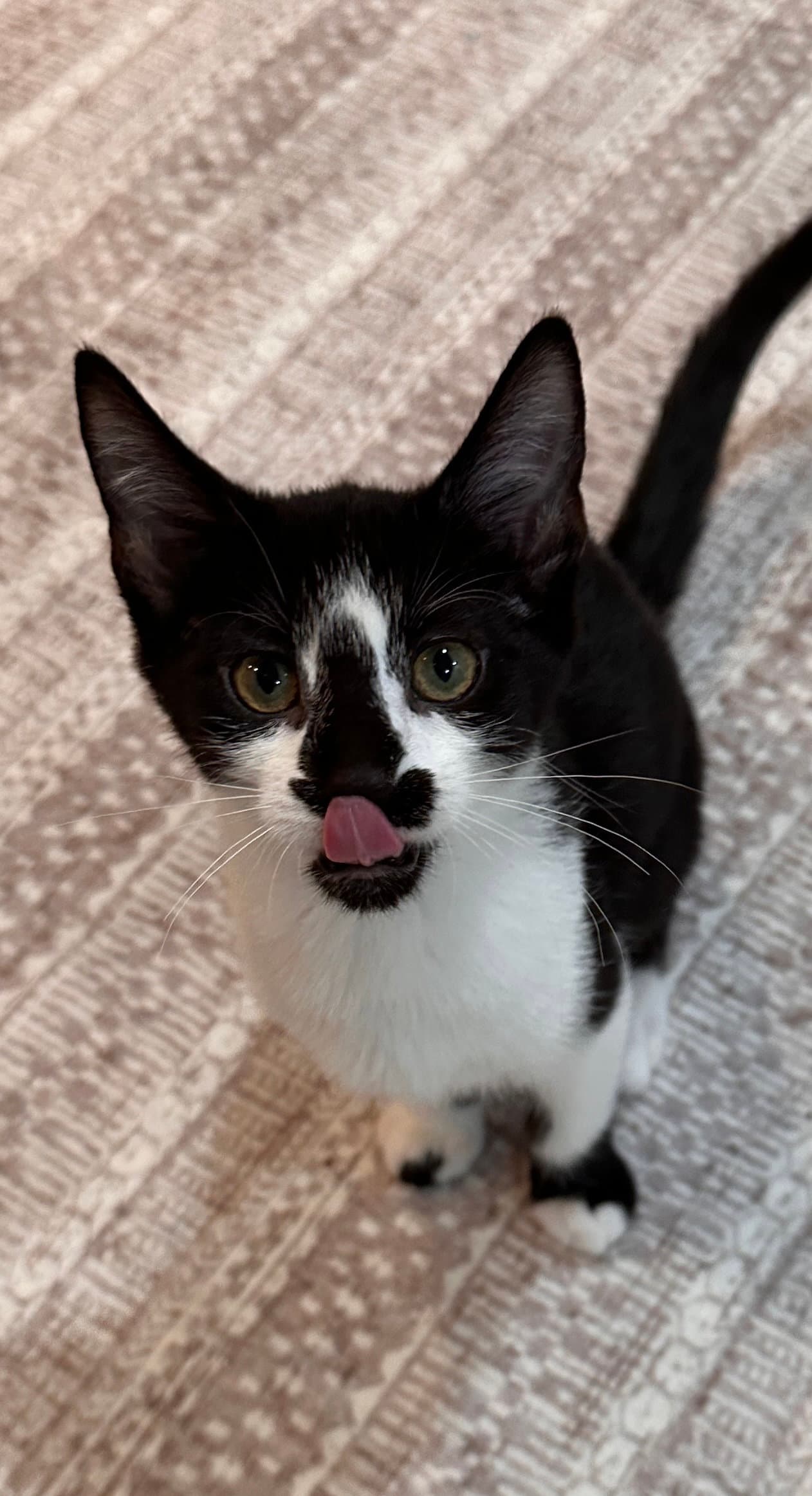 Tumbles - Domestic Short Hair