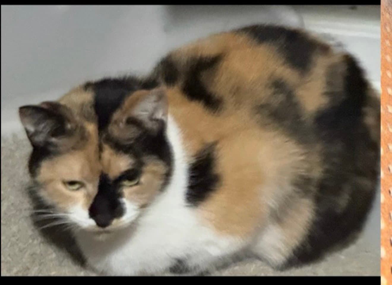 Tweetie - Domestic Short Hair
