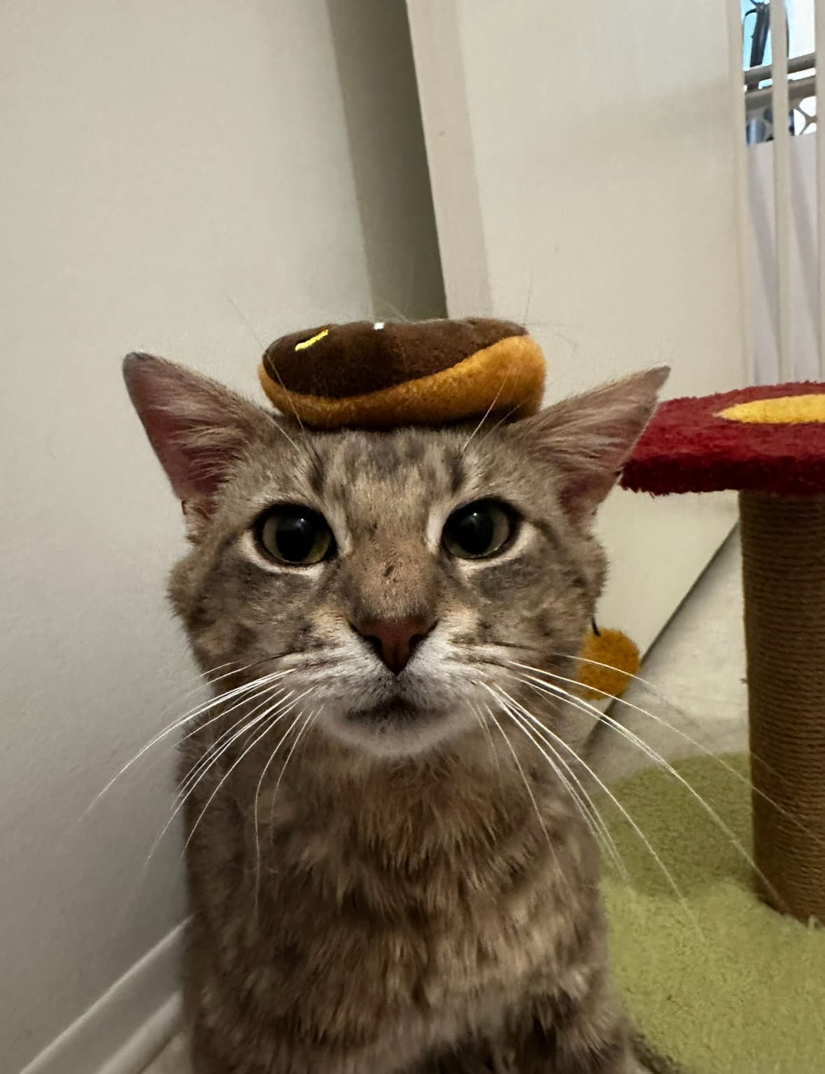 Samwise - Domestic Short Hair