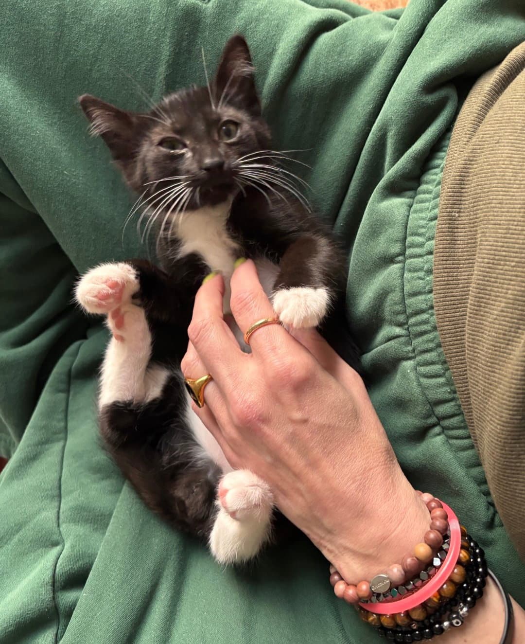 Ron - Domestic Short Hair