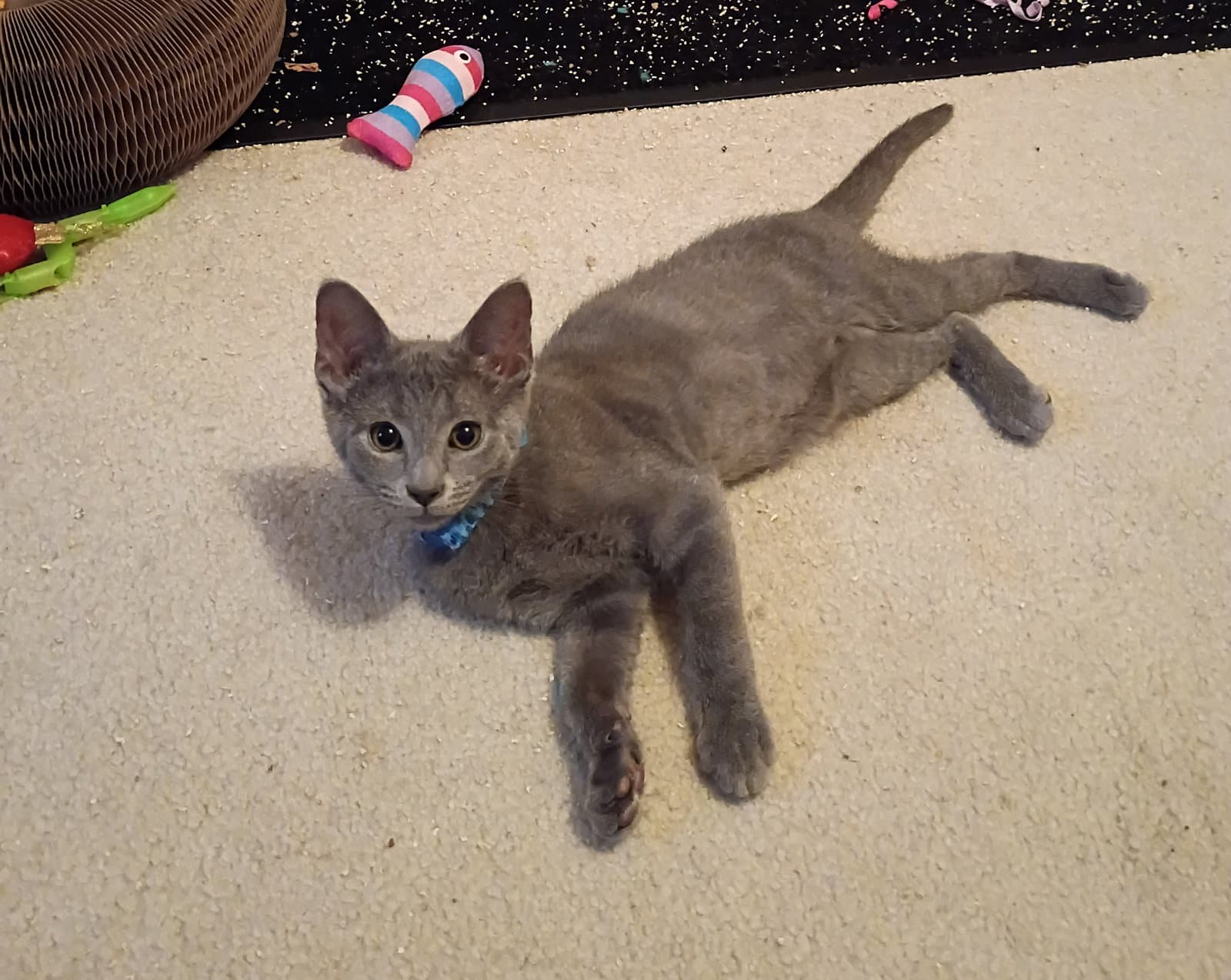 Winslow - Domestic Short Hair