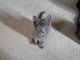 Glowie image 1