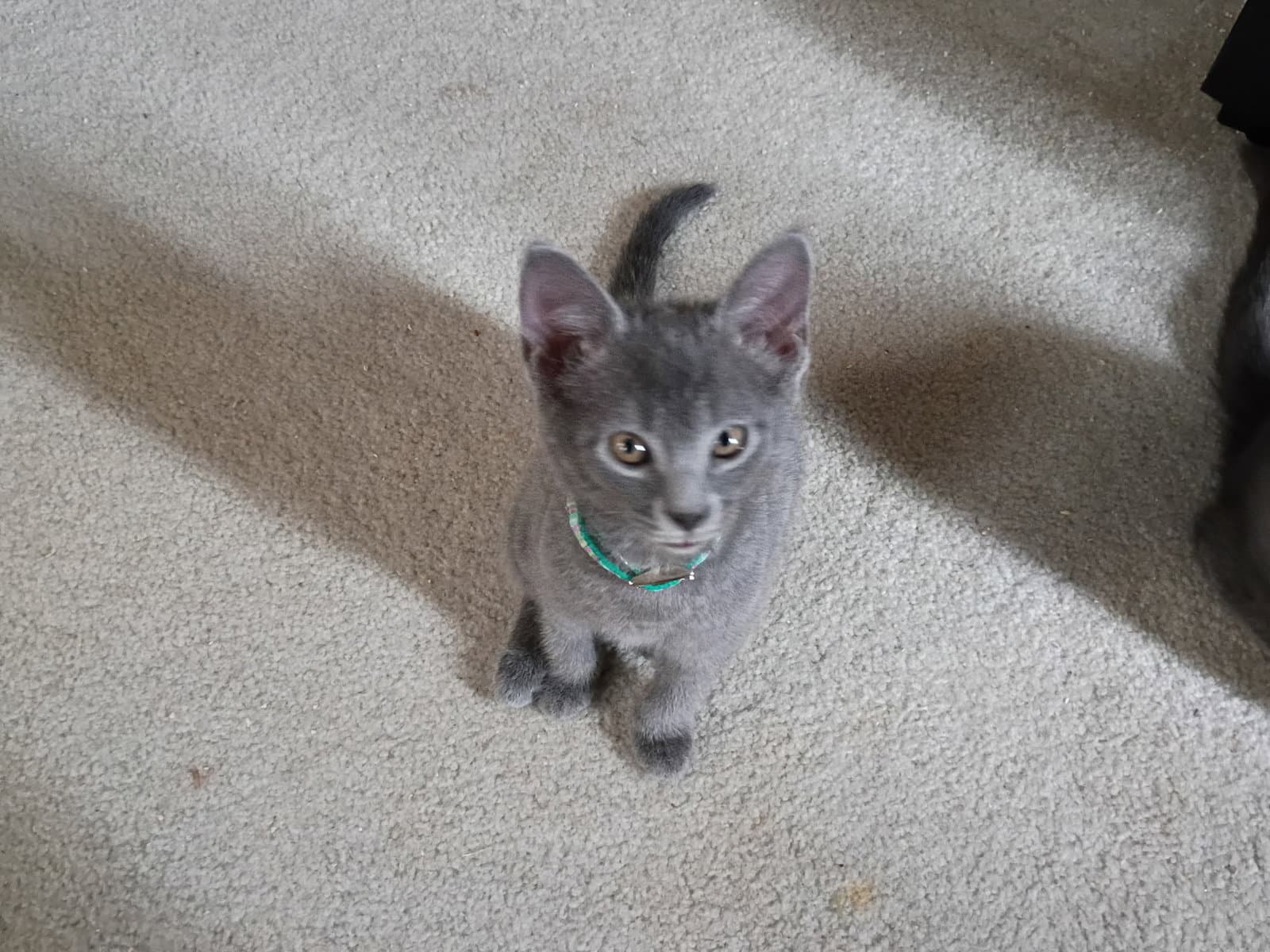 Glowie - Domestic Short Hair