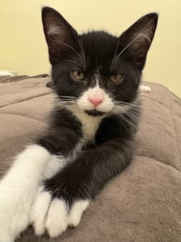 Cheerio Must Be Adopted With Reese's Puff image 1