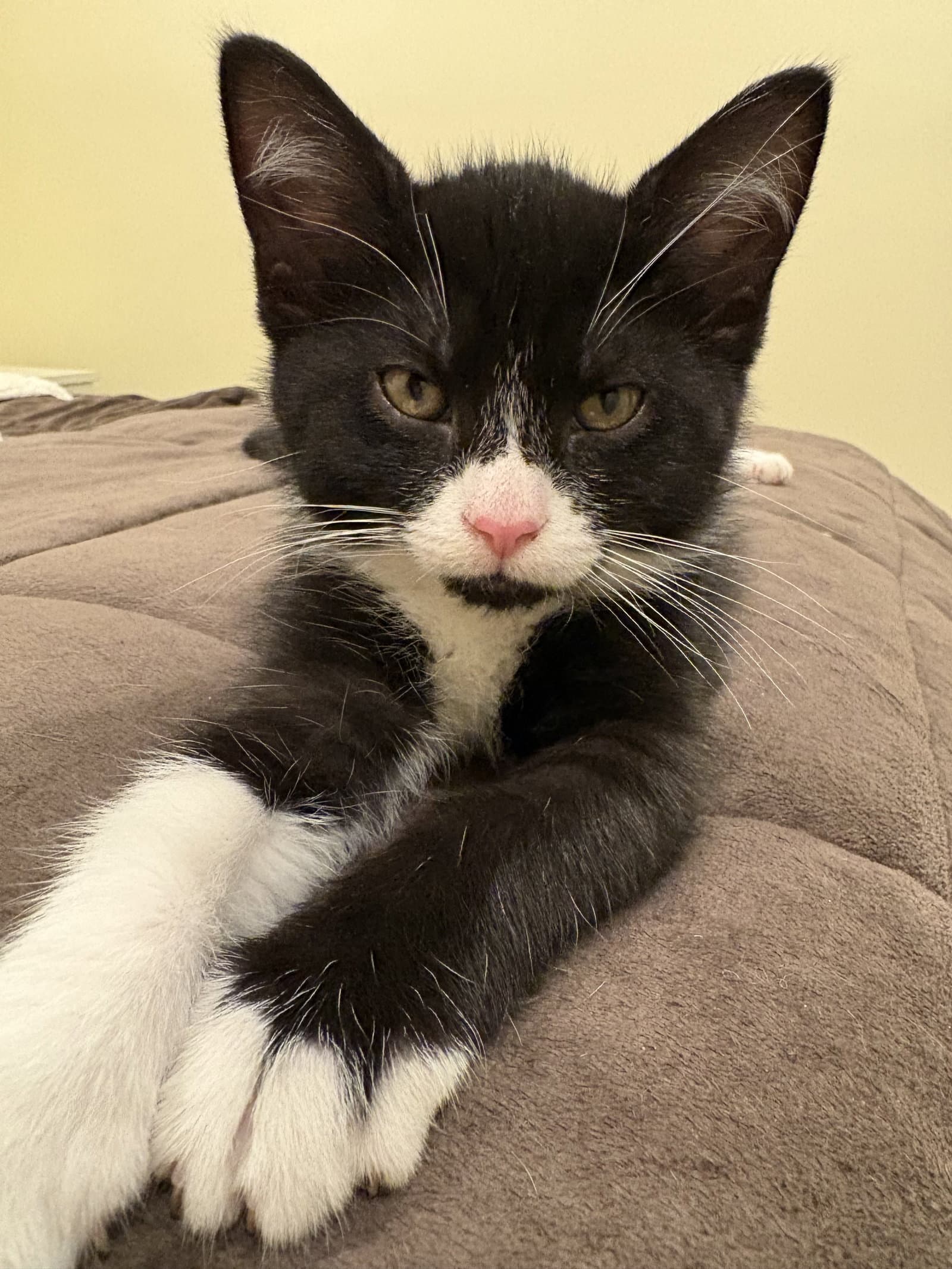 Cheerio Must Be Adopted With Reese's Puff - Domestic Short Hair