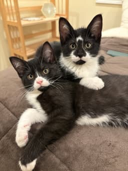 Cheerio Must Be Adopted With Reese's Puff image 2