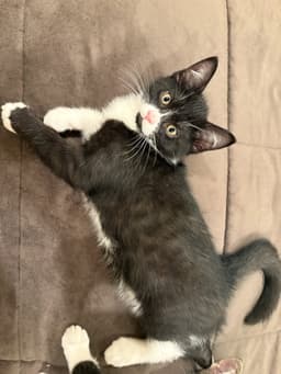Cheerio Must Be Adopted With Reese's Puff image 3