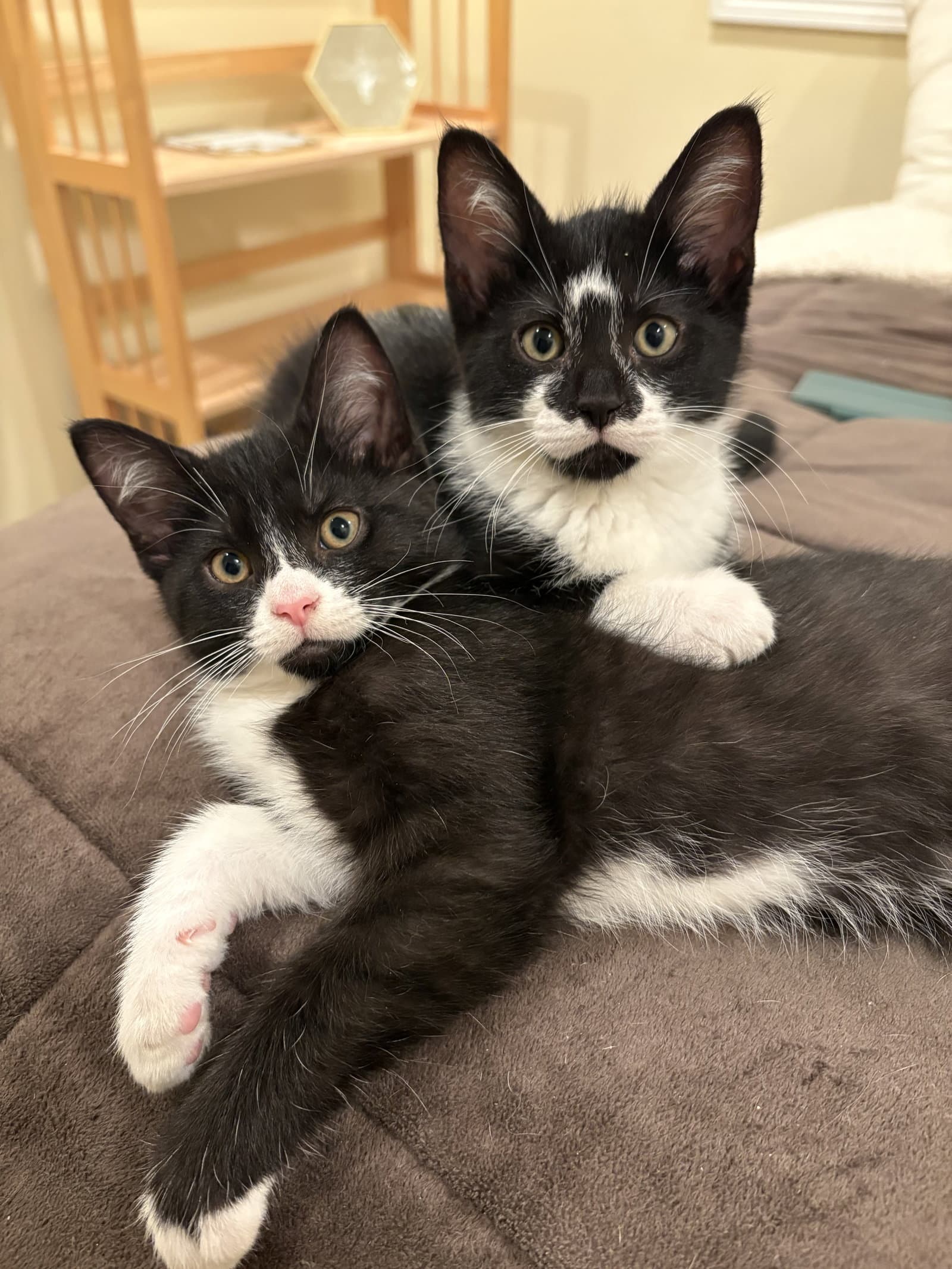 Reeses Puff Must Be Adopted With Cheerio - Domestic Short Hair