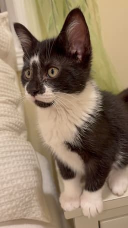 Reeses Puff Must Be Adopted With Cheerio image 2