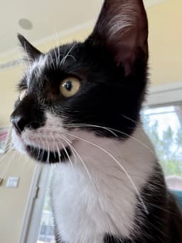 Reeses Puff Must Be Adopted With Cheerio image 3