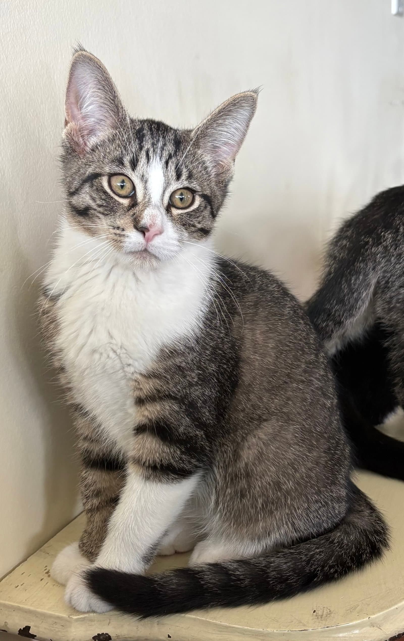 Captain Crunch Must Be Adopted With Fruit Loops - Domestic Short Hair
