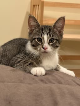 Captain Crunch Must Be Adopted With Fruit Loops image 2
