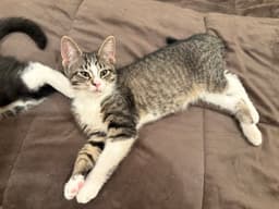 Captain Crunch Must Be Adopted With Fruit Loops image 3