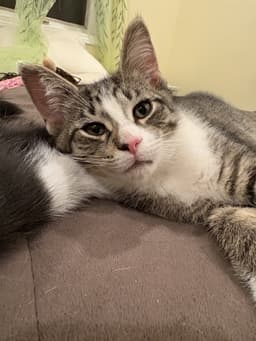 Captain Crunch Must Be Adopted With Fruit Loops image 4