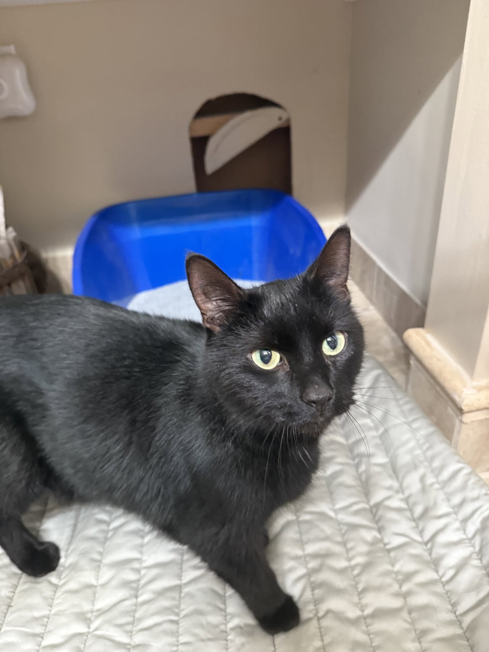 Kal - Domestic Short Hair