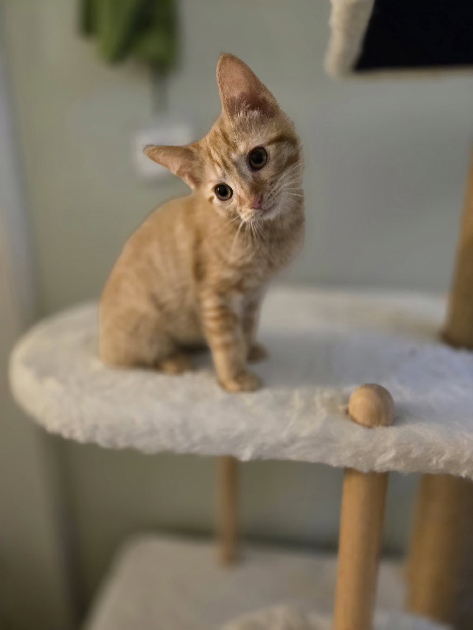 Asher - Domestic Short Hair