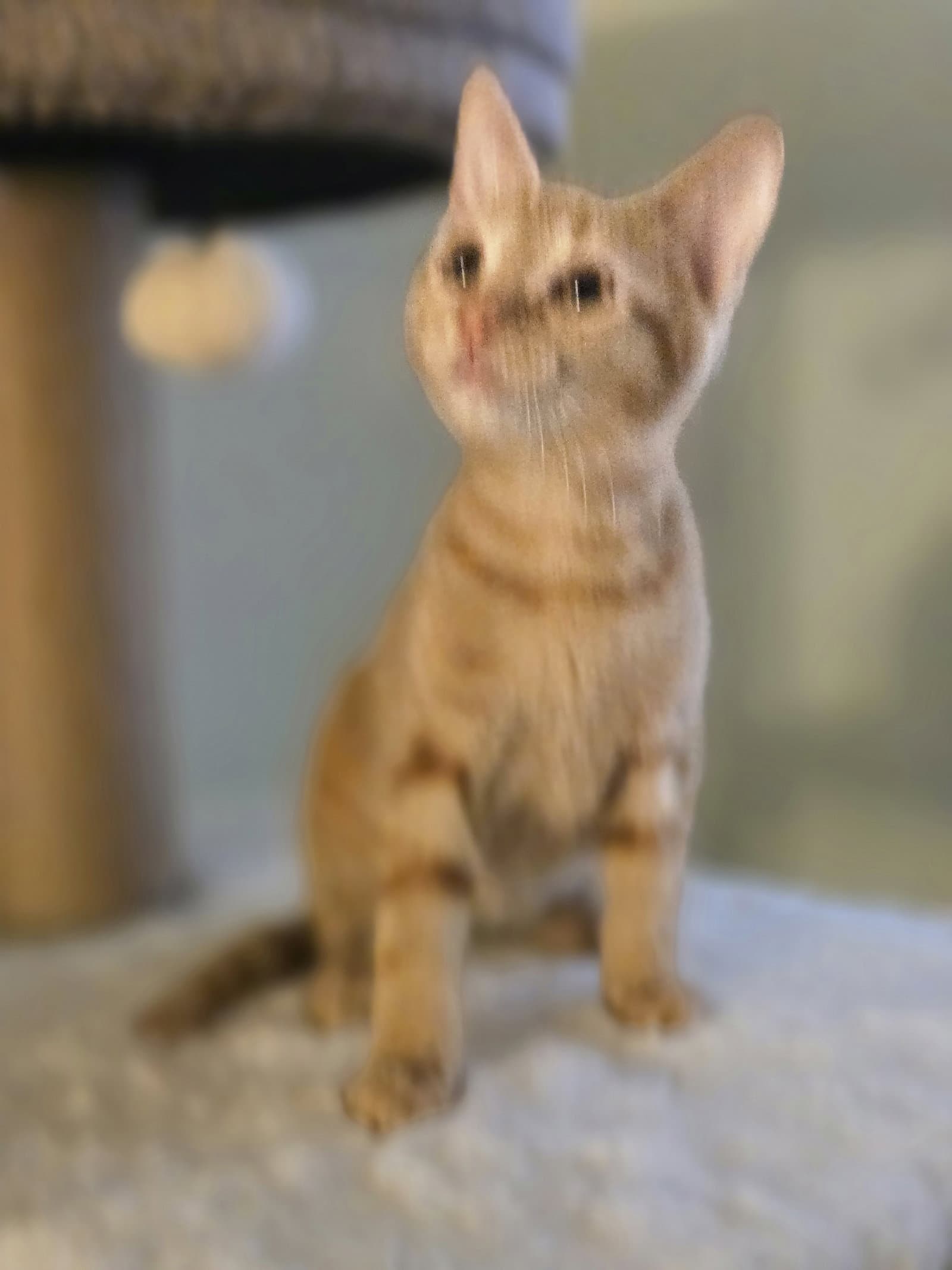 Adrian - Domestic Short Hair