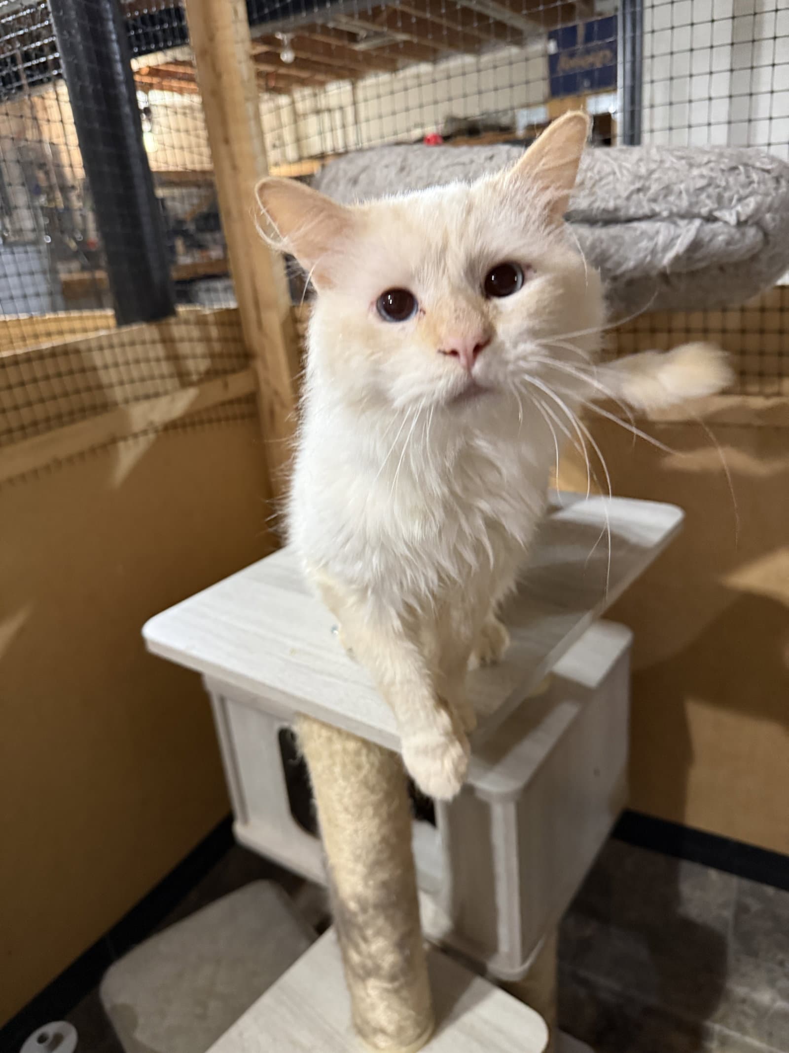Booker - Domestic Medium Hair