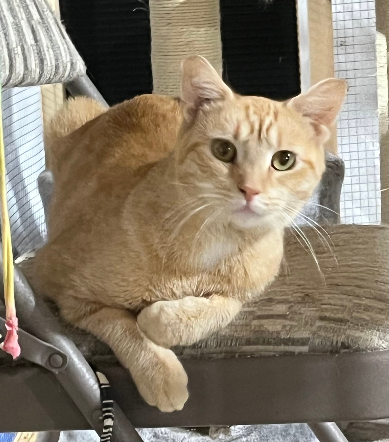 Nyla - Domestic Short Hair
