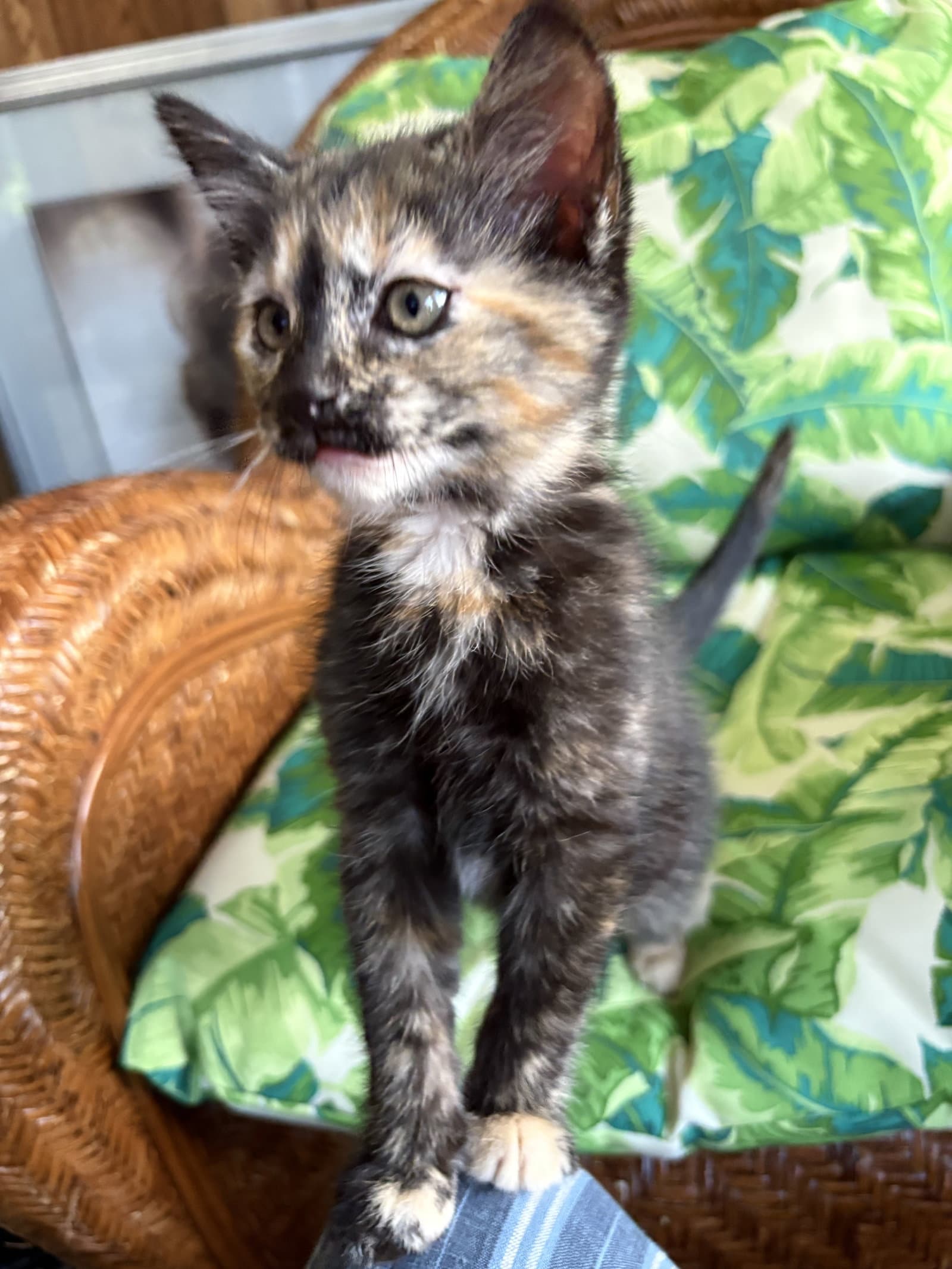 Opal - Domestic Short Hair
