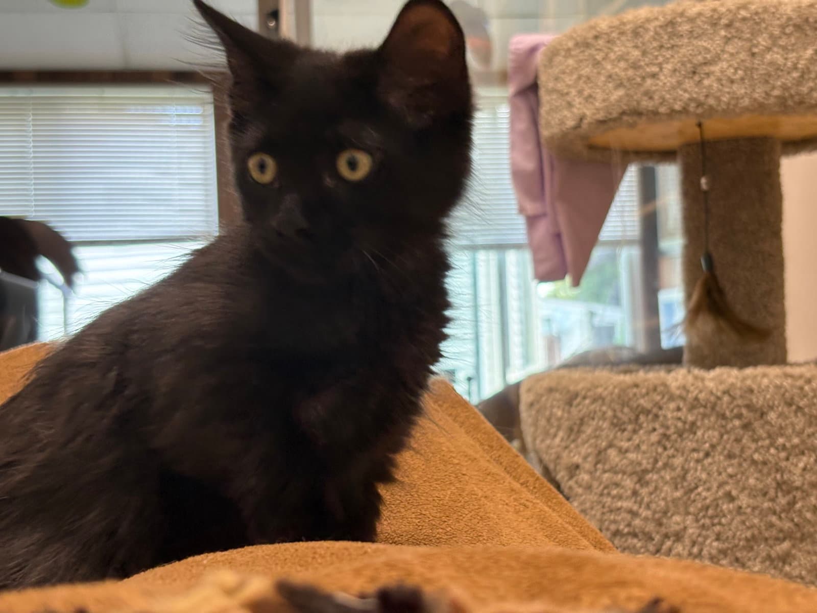 Dexter - Domestic Short Hair