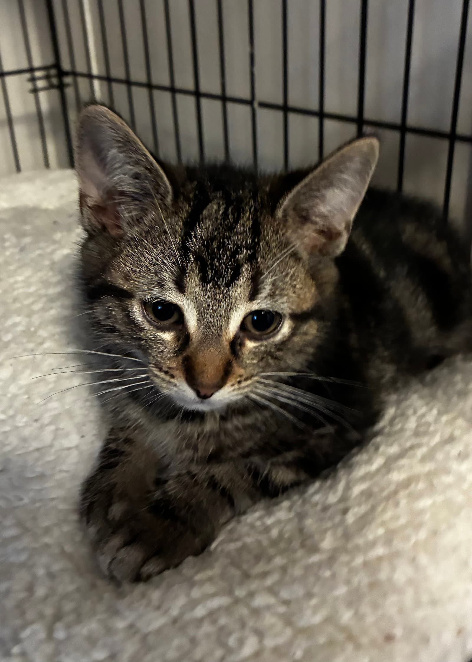Marble - Domestic Short Hair