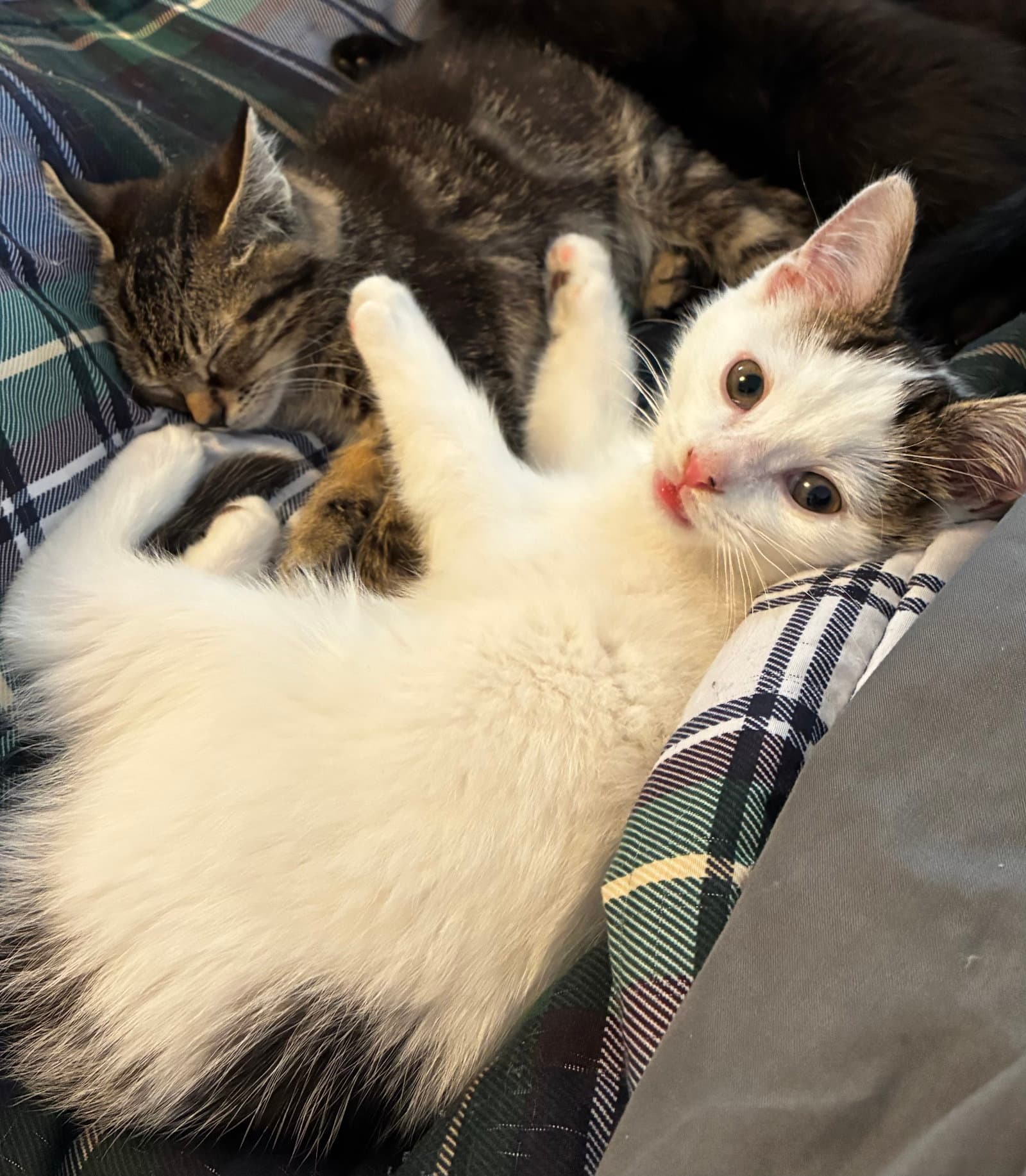 Strudel Must Be Adopted With Shortcake