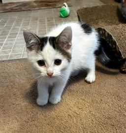 Strudel Must Be Adopted With Shortcake image 2