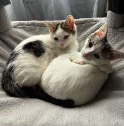 Strudel Must Be Adopted With Shortcake image 3
