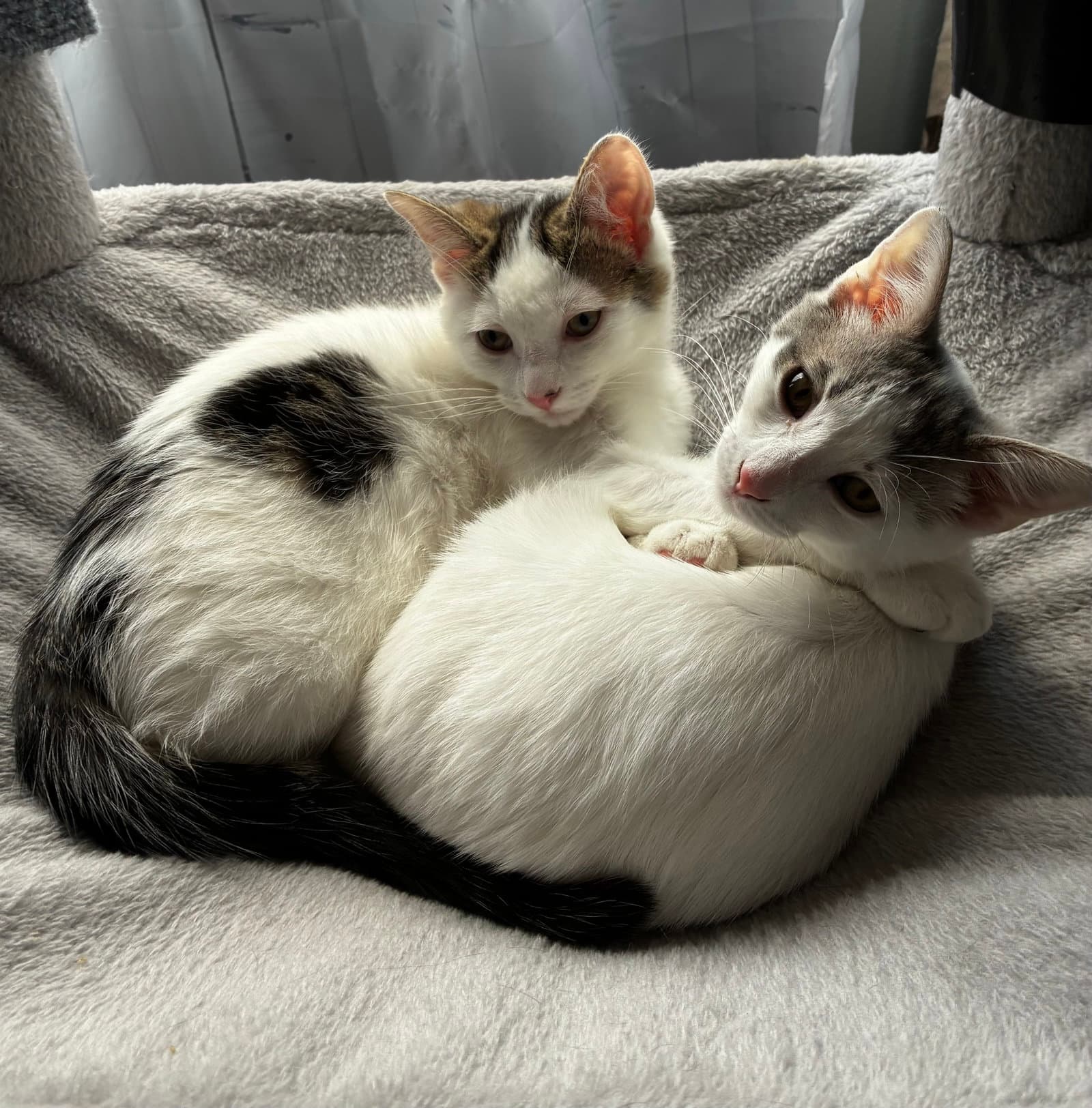 Shortcake Must Be Adopted With Strudel