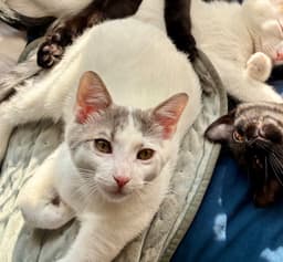 Shortcake Must Be Adopted With Strudel image 2