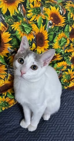 Shortcake Must Be Adopted With Strudel image 3