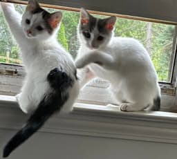 Shortcake Must Be Adopted With Strudel image 4