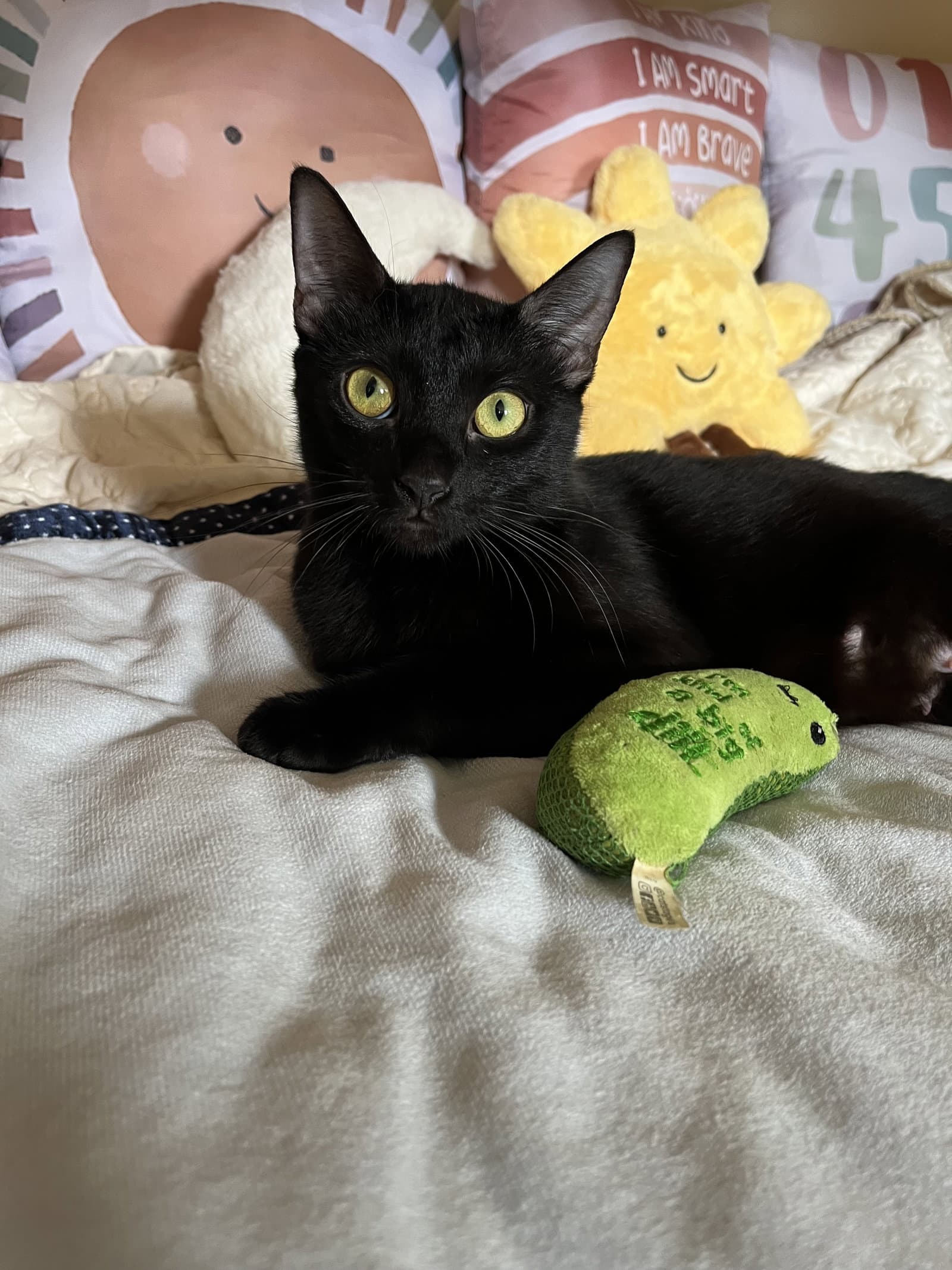 Maybelline - Domestic Short Hair