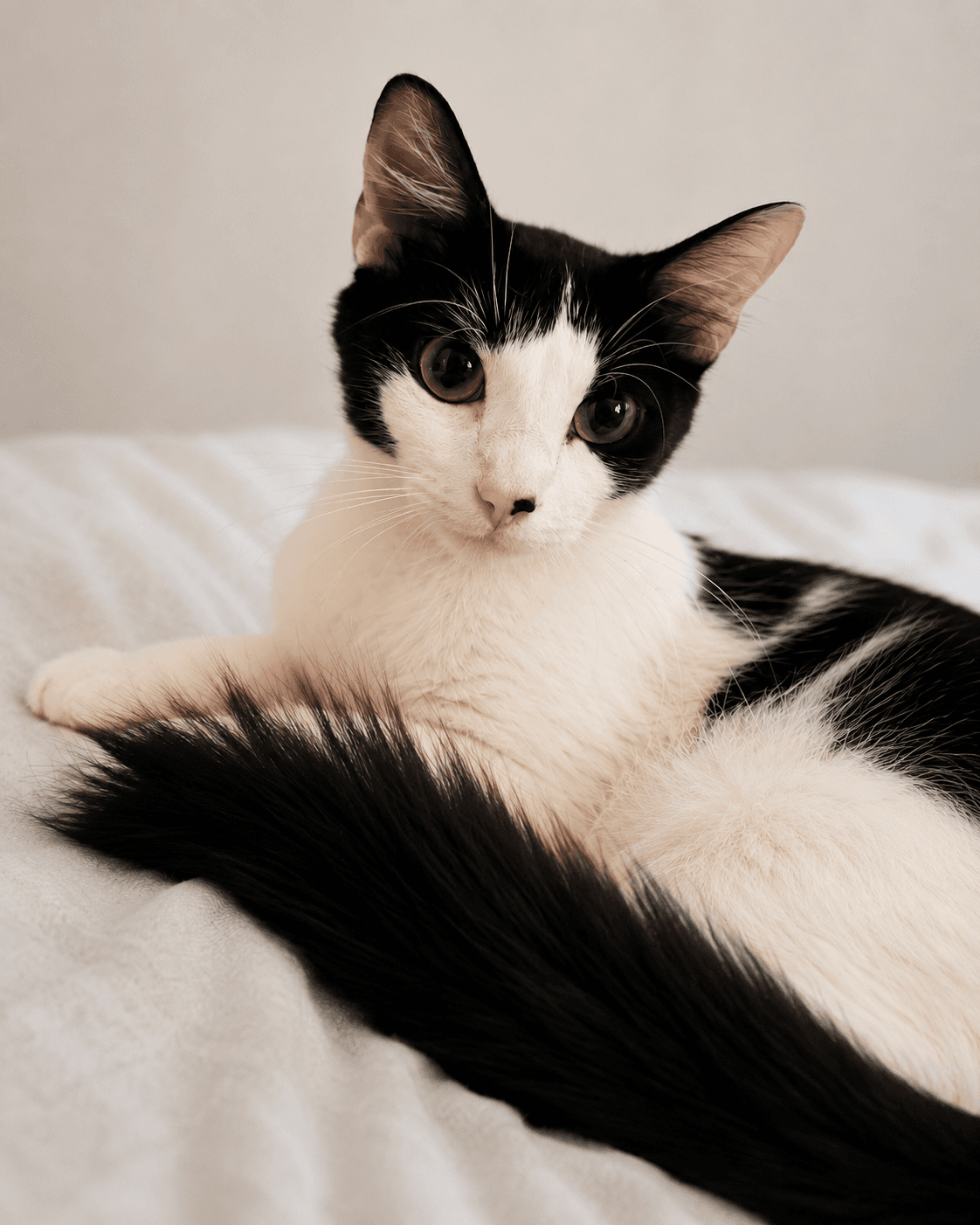 Baby Girl - Domestic Short Hair