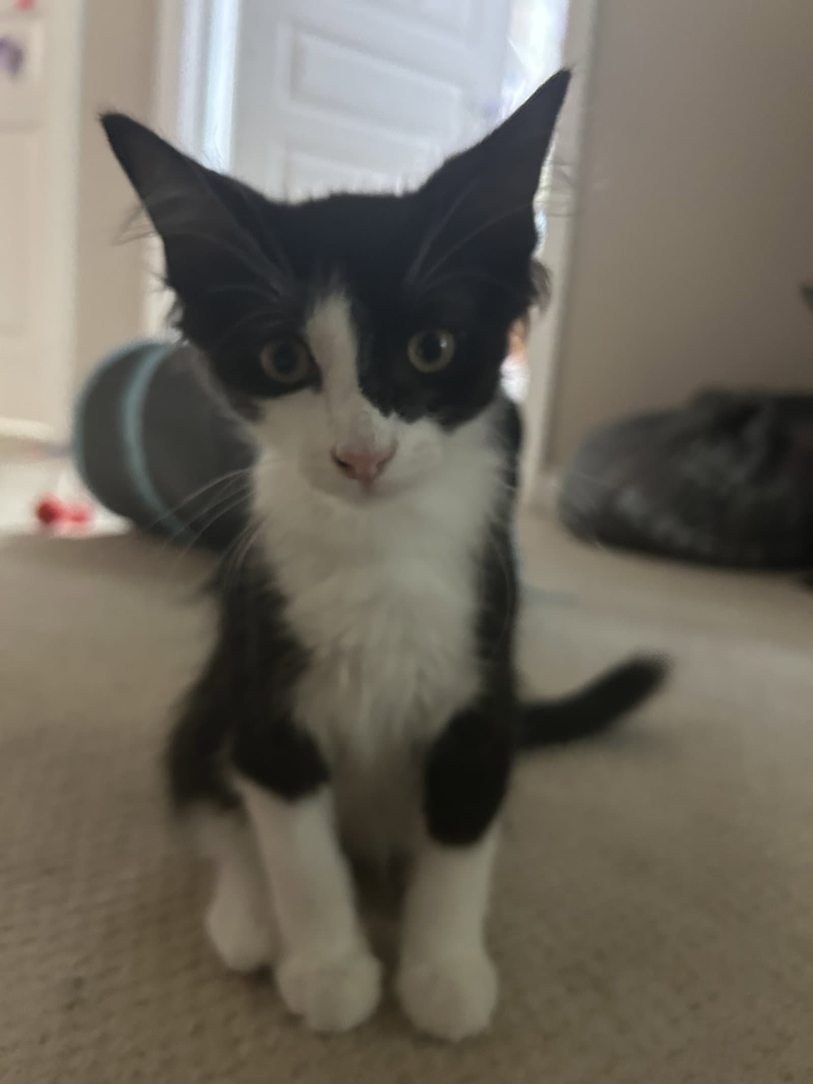 Jaymes - Domestic Medium Hair