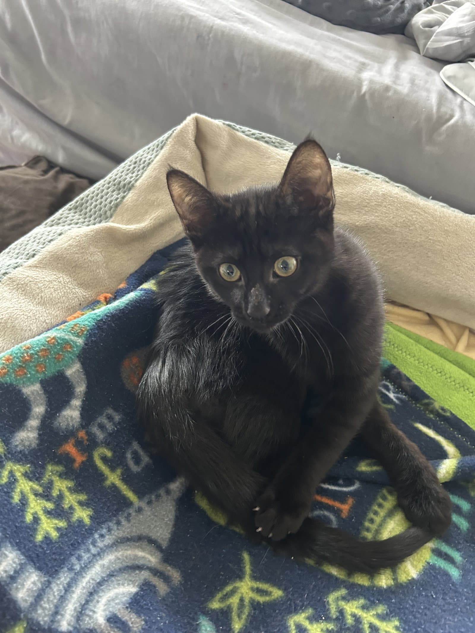 Enez - Domestic Short Hair
