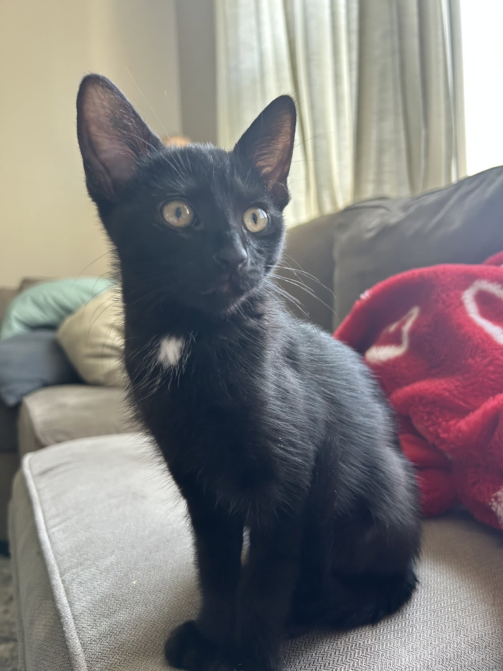 Augustine - Domestic Short Hair