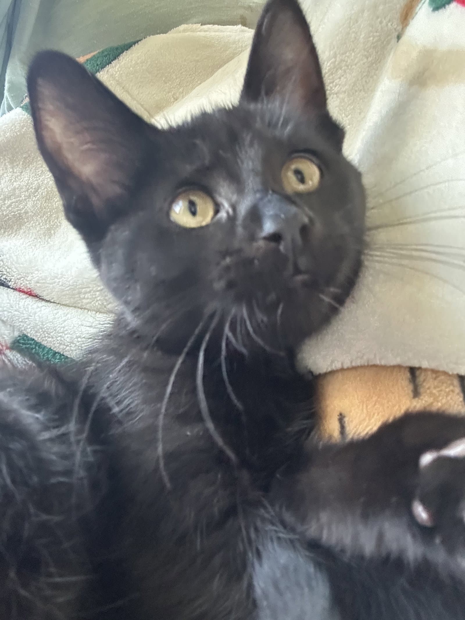 Rebekah - Domestic Short Hair