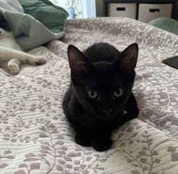 Hermione image 2