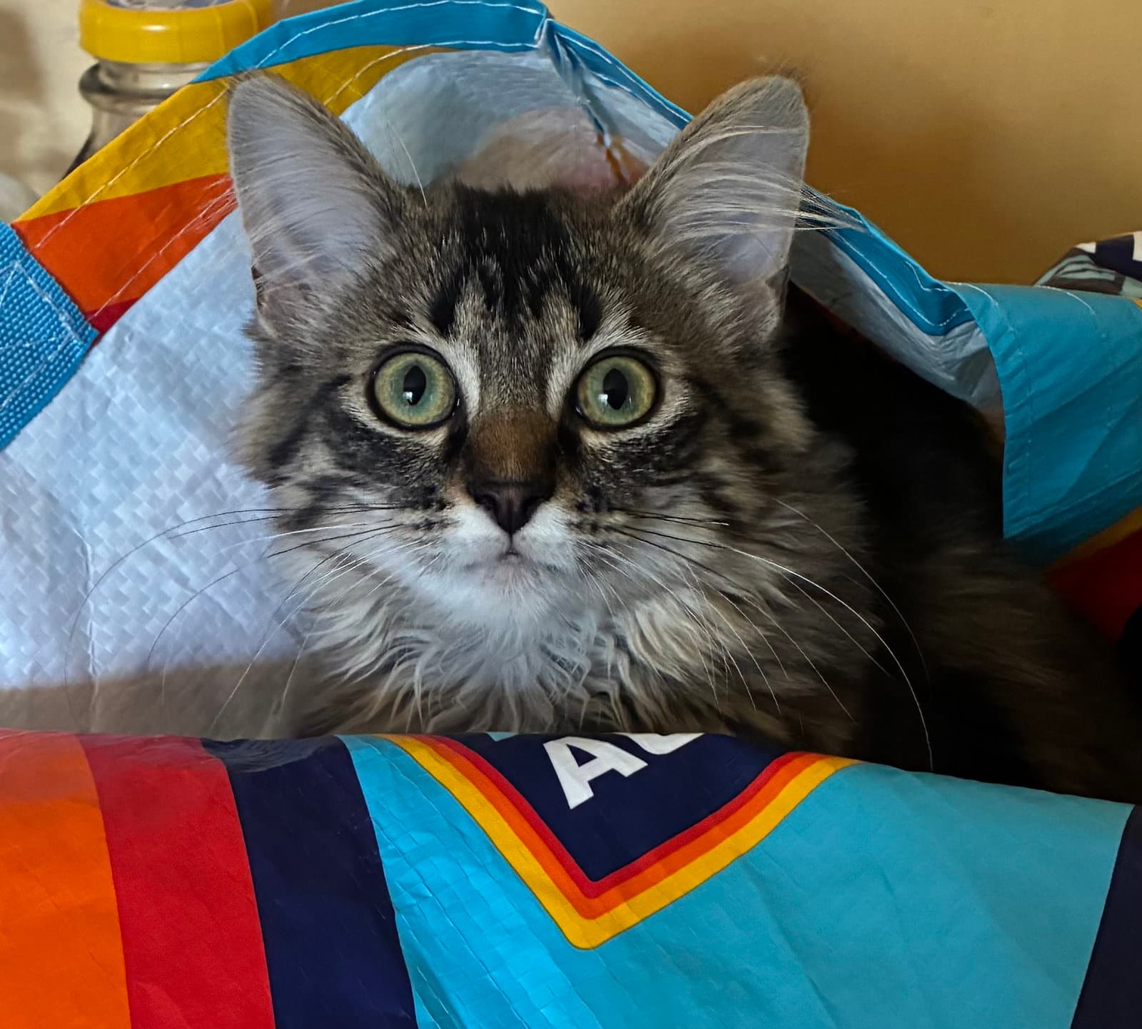 Fitz Must Be Adopted With Moe - Domestic Medium Hair