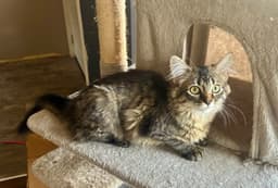 Fitz Must Be Adopted With Moe image 2